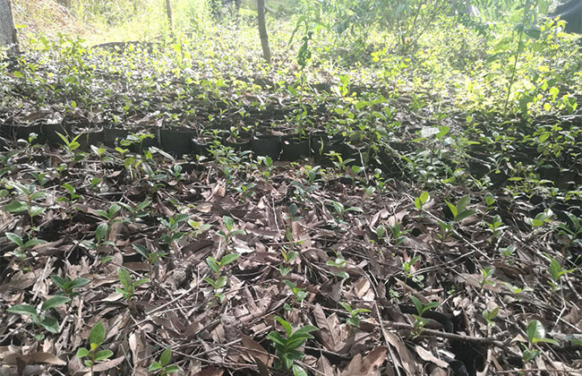 茶花多少钱一棵?2020山茶花苗价格行情