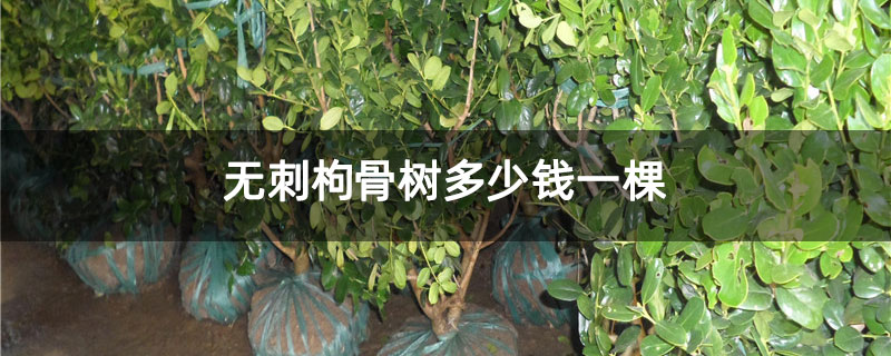 无刺枸骨树多少钱一棵