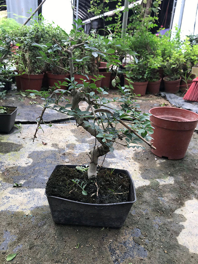 对节白蜡多少钱一棵?2020对节白蜡价格最新价格