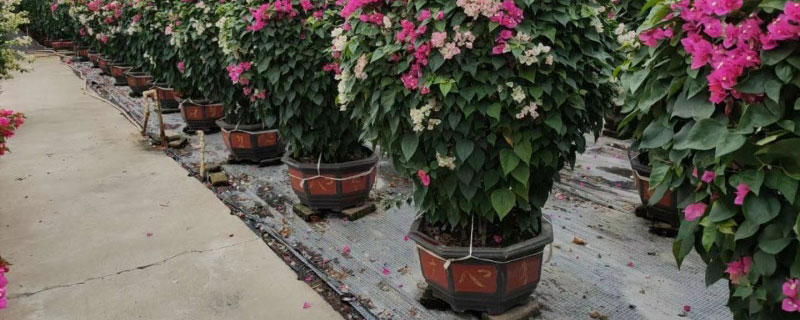 紫花三角梅价格多少钱一棵 紫花三角梅价格多少钱一棵