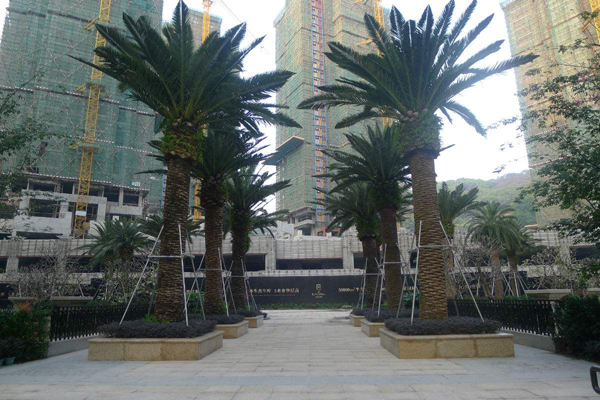加拿利海枣树