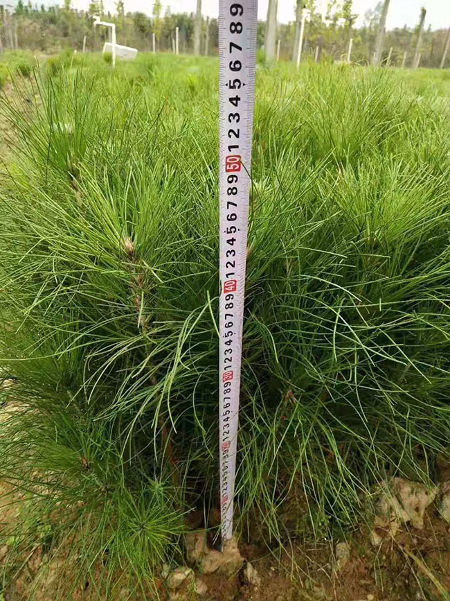湿地松小苗多少钱一棵？湿地松小苗批发价格