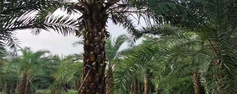 10米中东海枣价格多少钱一棵
