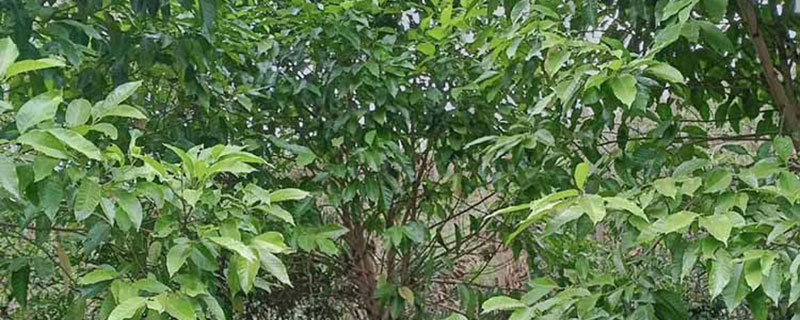 3公分白玉兰价格多少钱一棵