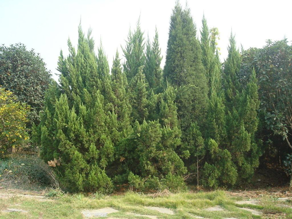 柏树多少钱一棵？柏树种植技术有哪些?