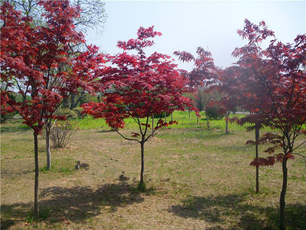 红枫树