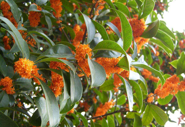 桂花树