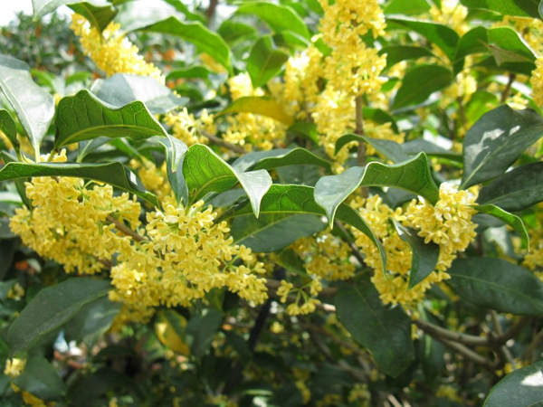 桂花树