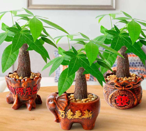 发财树