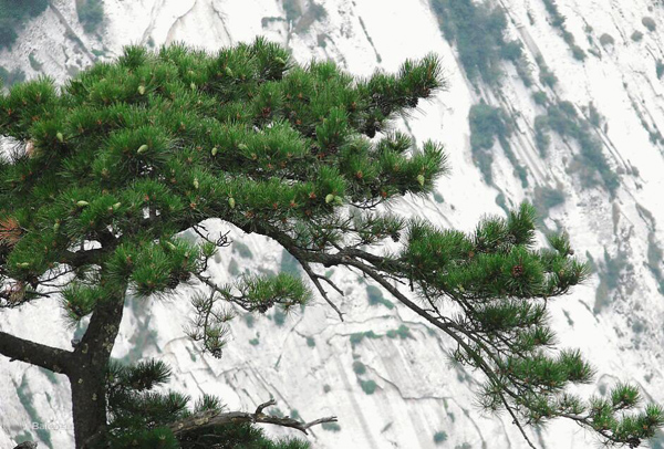 华山松苗价格多少钱一棵？华山松树苗价格