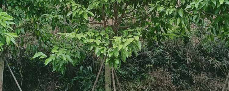 2公分白玉兰多少钱一棵