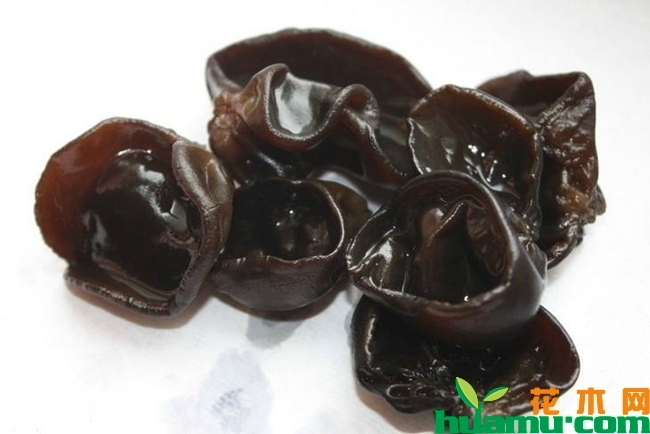 木耳多少钱一斤？最新木耳价格多少钱一斤？