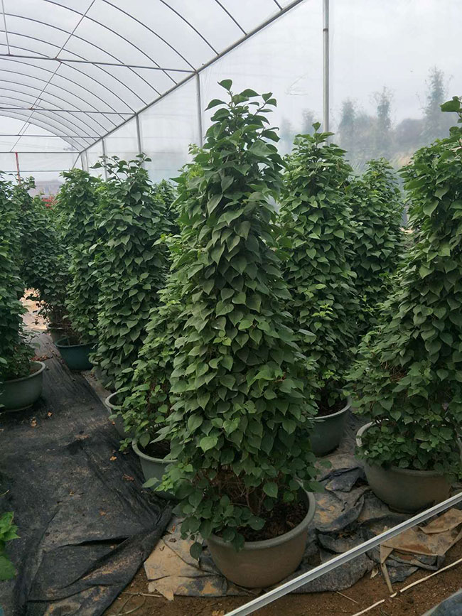 三角梅树苗批发价格多少钱一棵? 三角梅树苗批发价格多少钱一棵?
