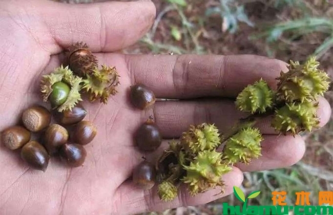 形似板栗的米椎子种植前景广阔 形似板栗的米椎子种植前景广阔