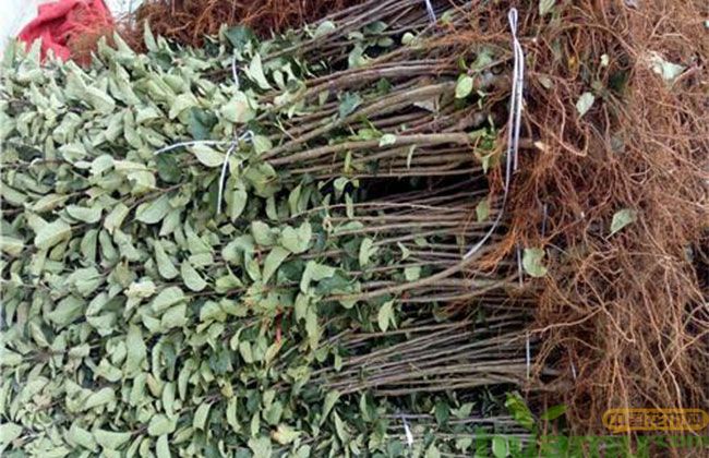 黑钻苹果苗的种植困境 黑钻苹果苗的种植困境