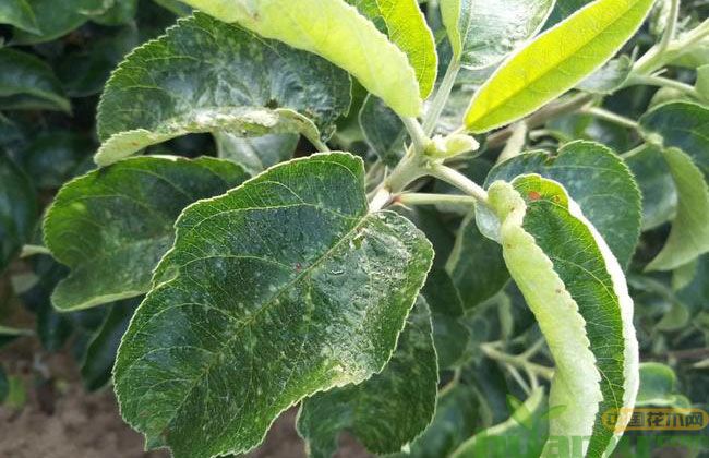 黑钻苹果苗的种植困境 黑钻苹果苗的种植困境