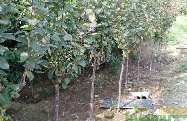 黑钻苹果苗的种植困境 黑钻苹果苗的种植困境