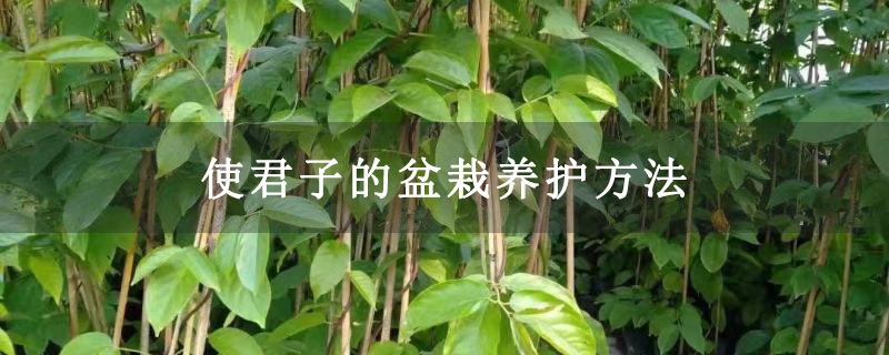 使君子的盆栽养护方法