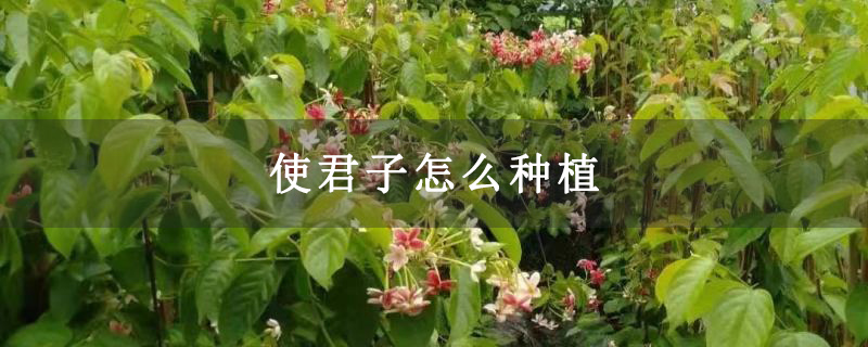 使君子怎么种植