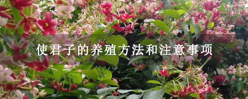 使君子的养殖方法和注意事项