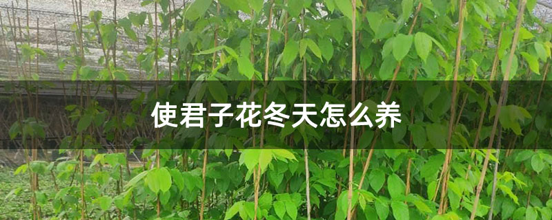 使君子花冬天怎么养