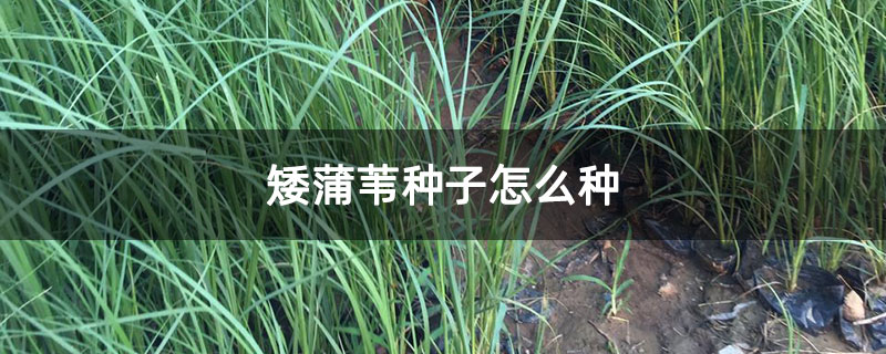 矮蒲苇种子怎么种
