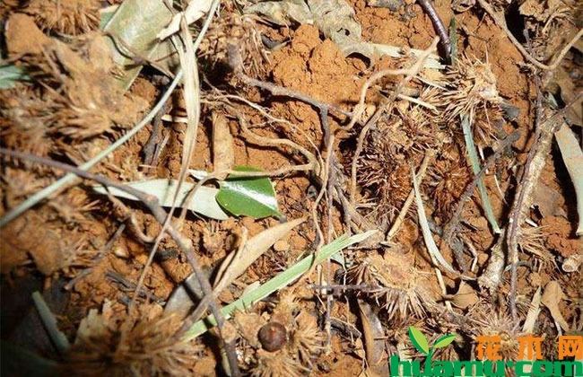 形似板栗的米椎子种植前景广阔 形似板栗的米椎子种植前景广阔
