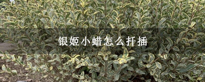 银姬小蜡怎么扦插
