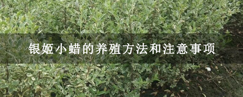 银姬小蜡的养殖方法和注意事项