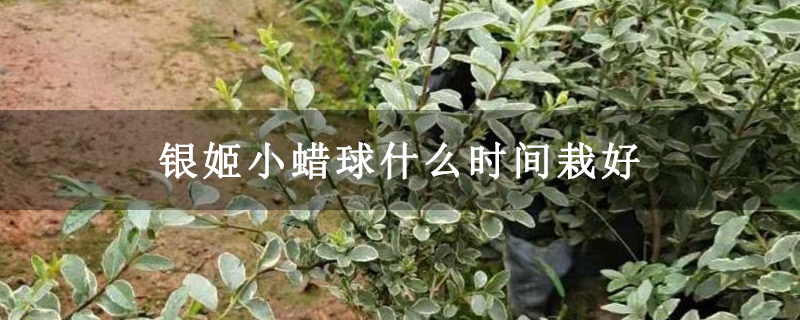 银姬小蜡球什么时间栽好