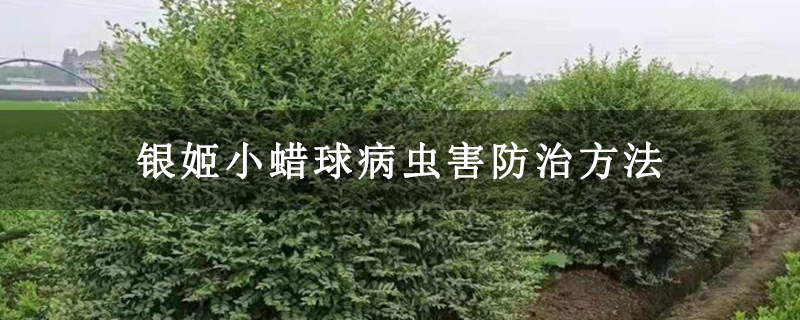 银姬小蜡球病虫害防治方法