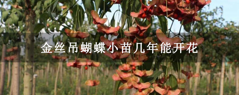 金丝吊蝴蝶小苗几年能开花