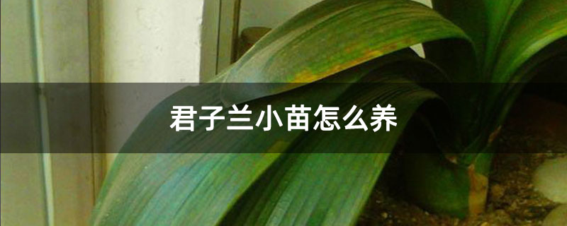 君子兰小苗怎么养