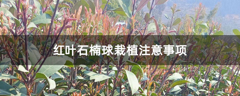 红叶石楠球栽植注意事项