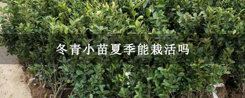 冬青小苗夏季能栽活吗