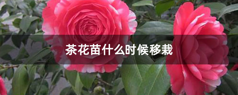 茶花苗什么时候移栽