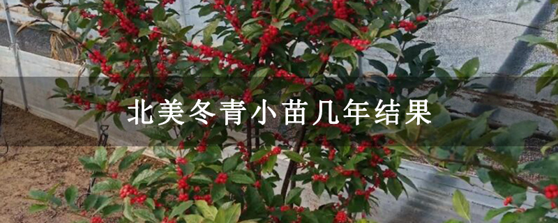 北美冬青小苗几年结果