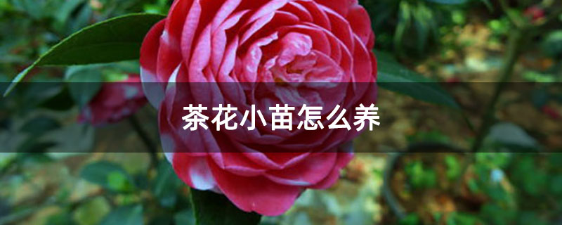茶花小苗怎么养