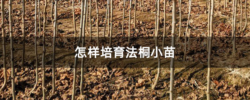 怎样培育法桐小苗