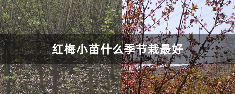 红梅小苗什么季节栽最好 红梅小苗什么季节栽最好