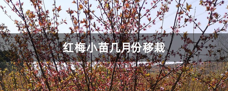 红梅小苗几月份移栽