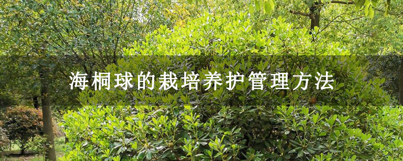 海桐球的栽培养护管理方法