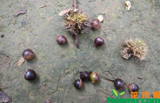 形似板栗的米椎子种植前景广阔 形似板栗的米椎子种植前景广阔