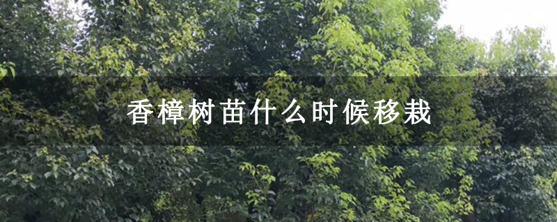 香樟树苗什么时候移栽