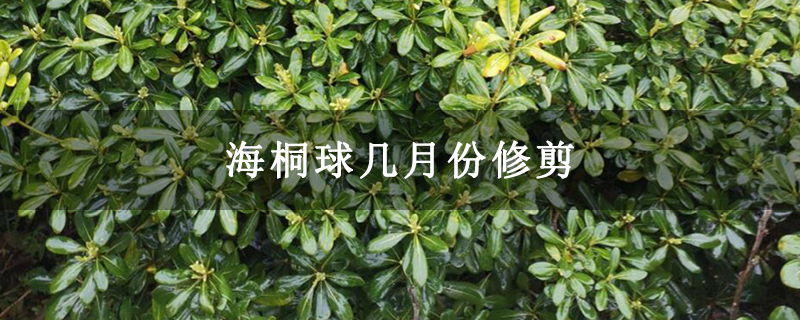 海桐球几月份修剪