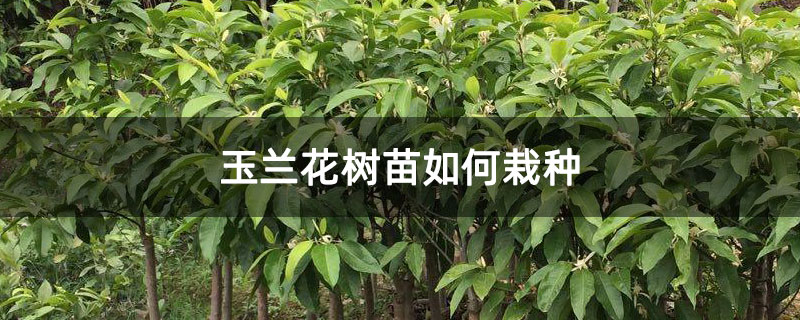 玉兰花树苗如何栽种
