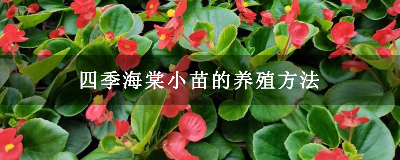 四季海棠小苗的养殖方法