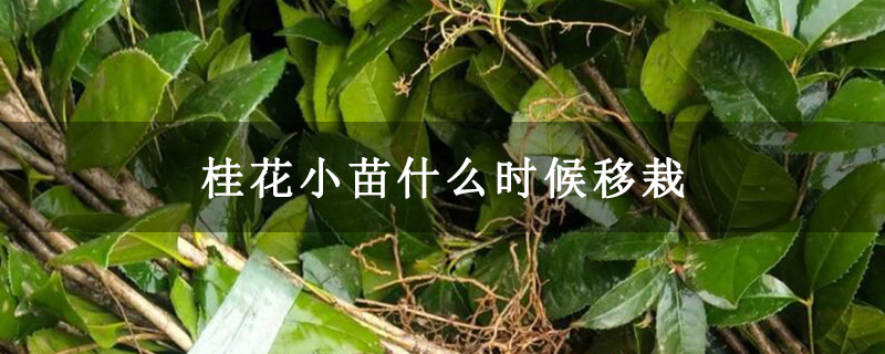 桂花小苗什么时候移栽