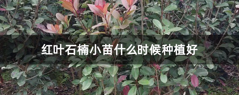 红叶石楠小苗什么时候种植好