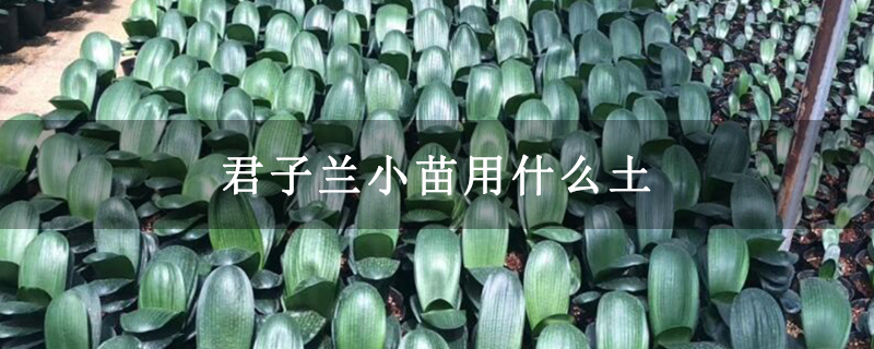 君子兰小苗用什么土